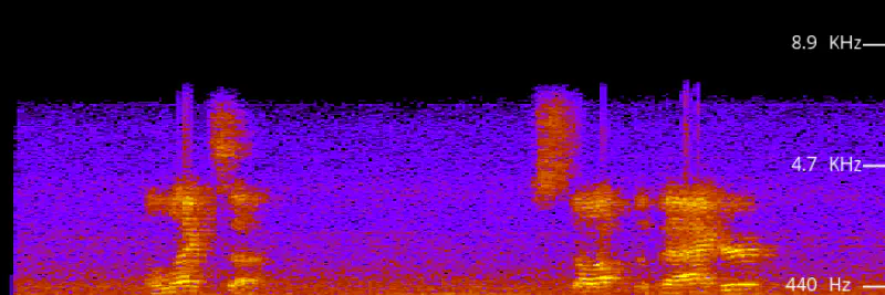 spectrogram of recording